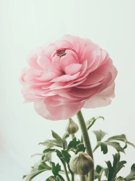 Pastel rosa buttercup — Fotografia de Stock