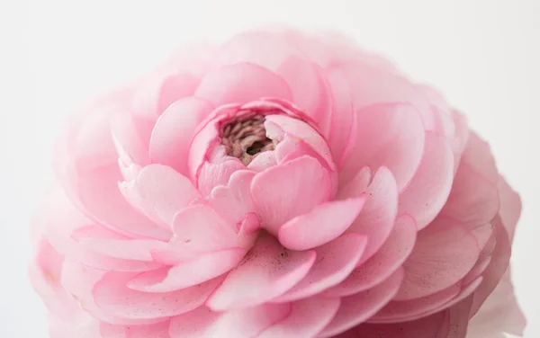 パステル ピンクのキンポウゲ — ストック写真