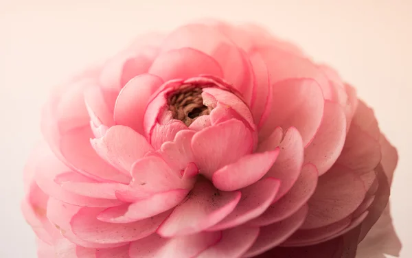 Pastell rosa smörblomma — Stockfoto