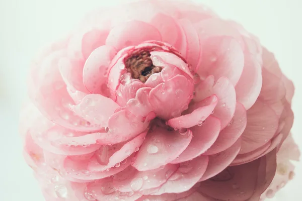 Buttercup rose pastel — Photo