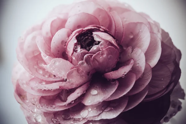 Buttercup rose pastel — Photo