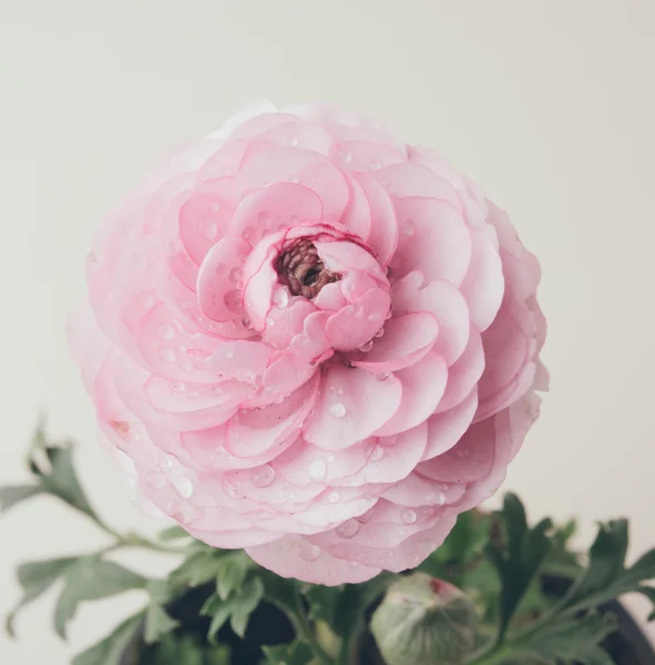 Пастельно-розовый лютик — стоковое фото