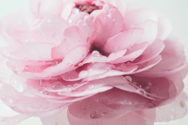 Buttercup rose pastel — Photo