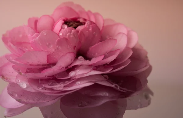 Jaskier pastelowy różowy — Zdjęcie stockowe