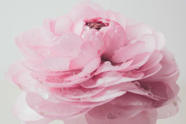 Buttercup rose pastel — Photo