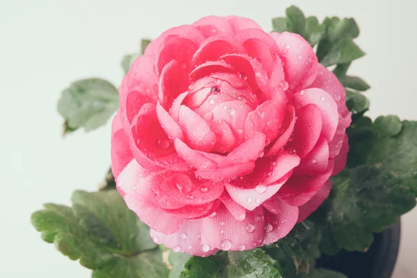 Квітки рожеві жовтець — стокове фото