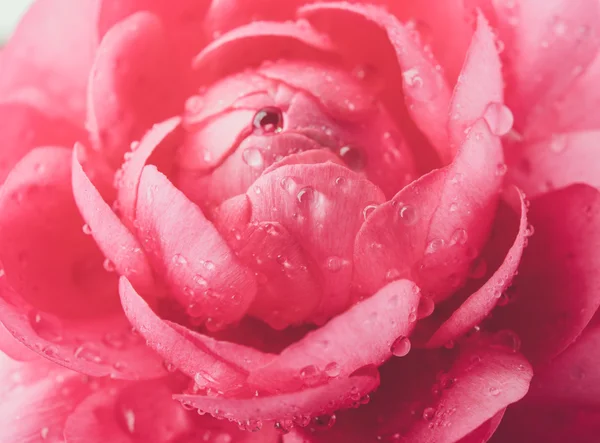A buttercup rózsaszín virág — Stock Fotó