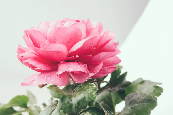 Квітки рожеві жовтець — стокове фото