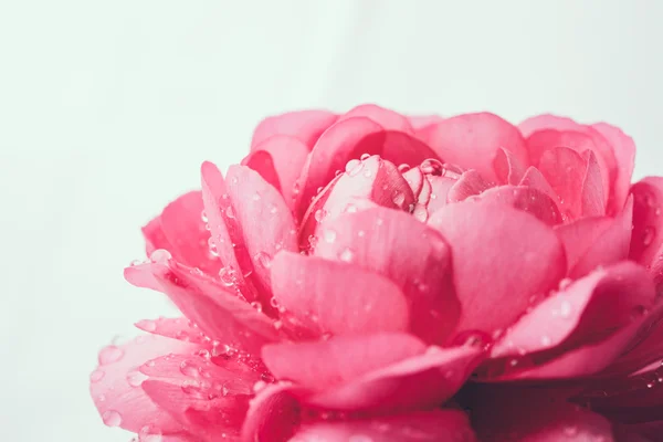 Pembe düğün çiçeği çiçek — Stok fotoğraf