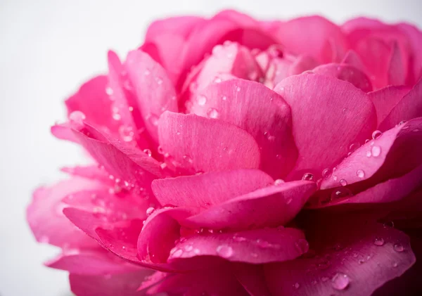 Rosa flor buttercup —  Fotos de Stock