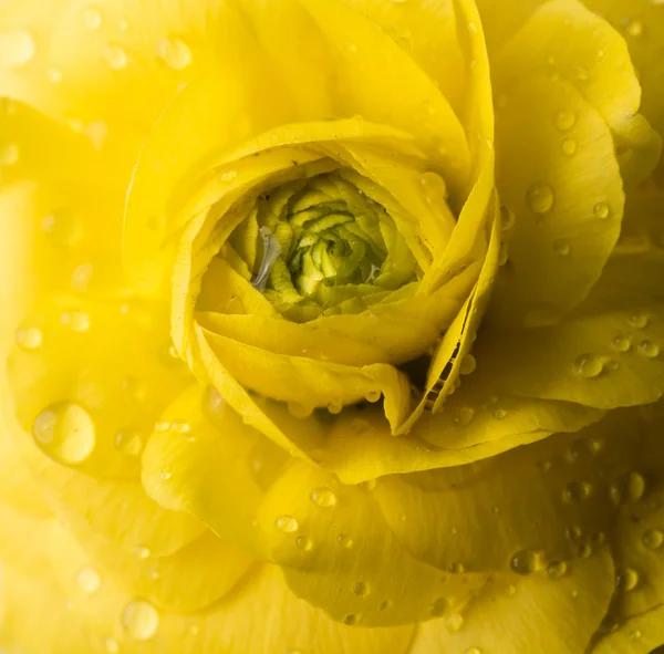 Yellow buttercup flower — Stock Photo, Image