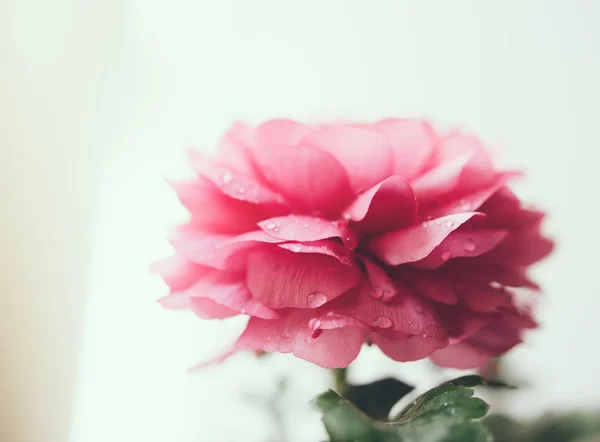 Pink buttercup flower — Stock Photo, Image