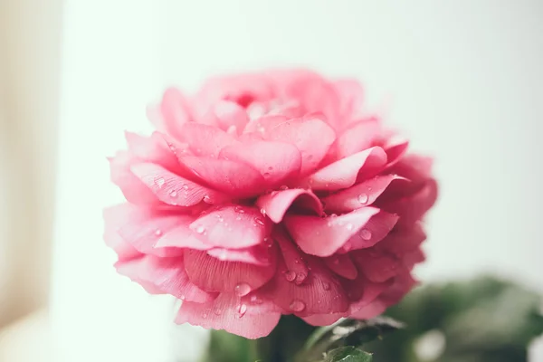 Pink buttercup flower — Stock Photo, Image