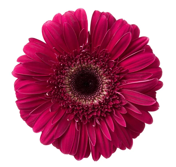 Gerbera ดอกไม้สีแดง — ภาพถ่ายสต็อก