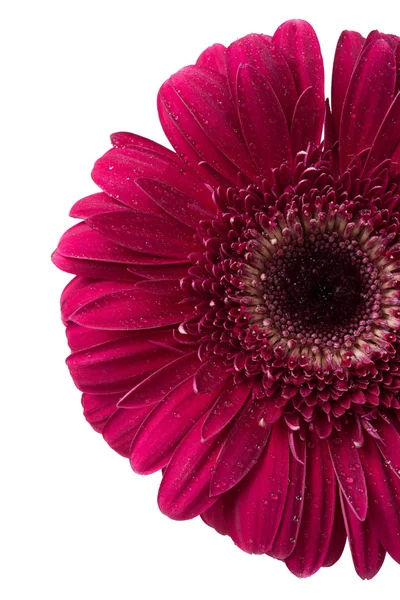 Flor de gerbera vermelha — Fotografia de Stock