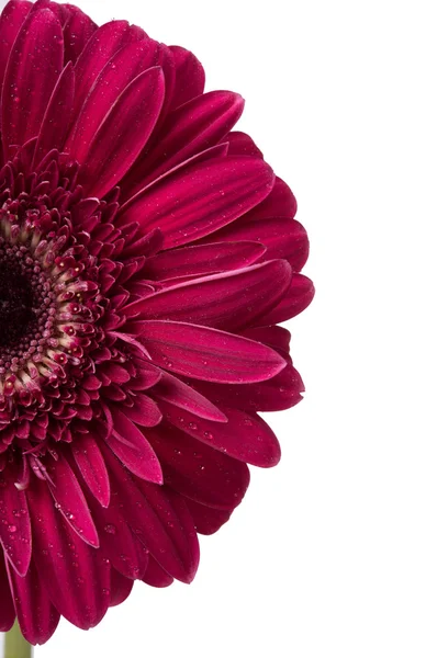 Röd gerbera blomma — Stockfoto