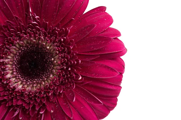 Red gerbera flower — Stock Photo, Image