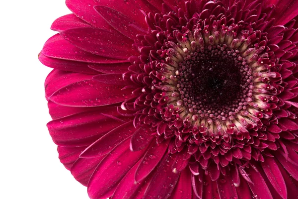 Flor de gerbera vermelha — Fotografia de Stock