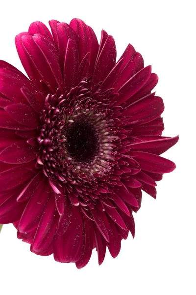 Röd gerbera blomma — Stockfoto