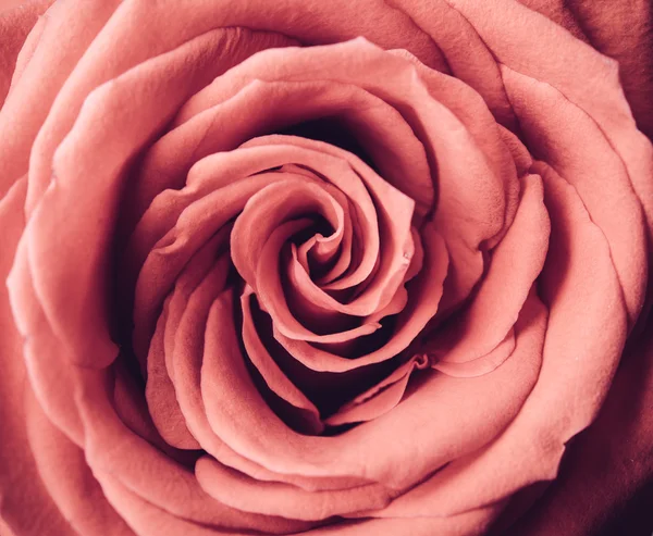 Rosa fiore macro shot — Foto Stock