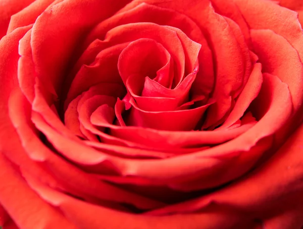 Rosenblüten-Makroschuss — Stockfoto