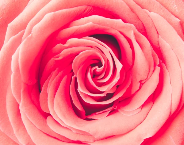 Rose flower macro shot — Stock Photo, Image