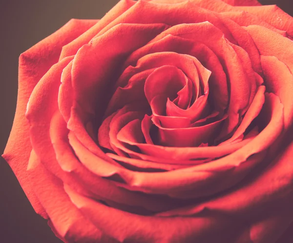 Rose flower vintage style — Stock Photo, Image