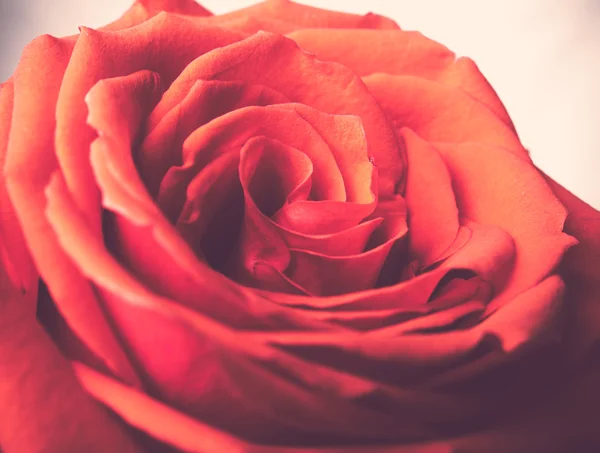 Rose flower vintage style — Stock Photo, Image