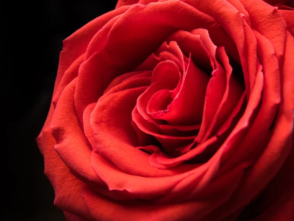 Rose flower macro shot — Stock Photo, Image