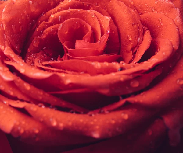 Flor rosa con gotas de agua — Foto de Stock