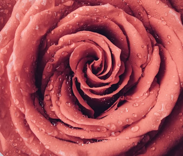 Rosa flor com gotas de água — Fotografia de Stock