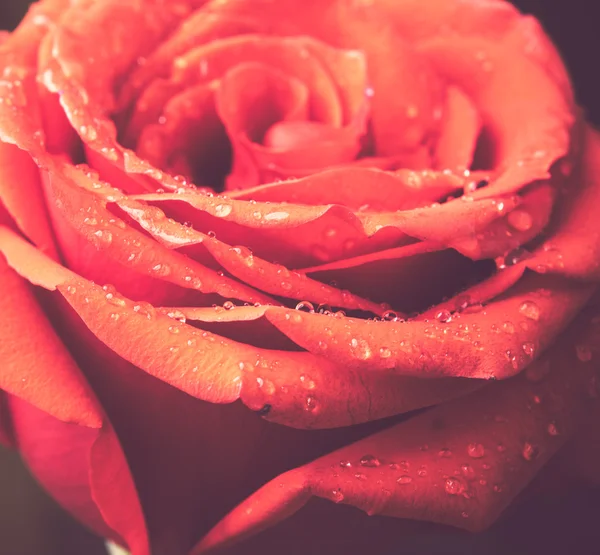 Rose flower vintage style — Stock Photo, Image