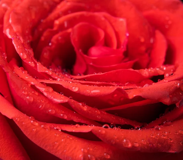 Rose flower with water drops Royalty Free Stock Images