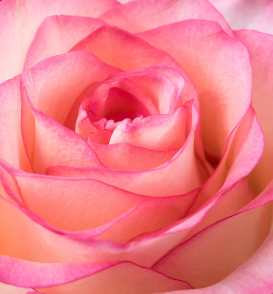 Rosa rosa pálida fresca —  Fotos de Stock