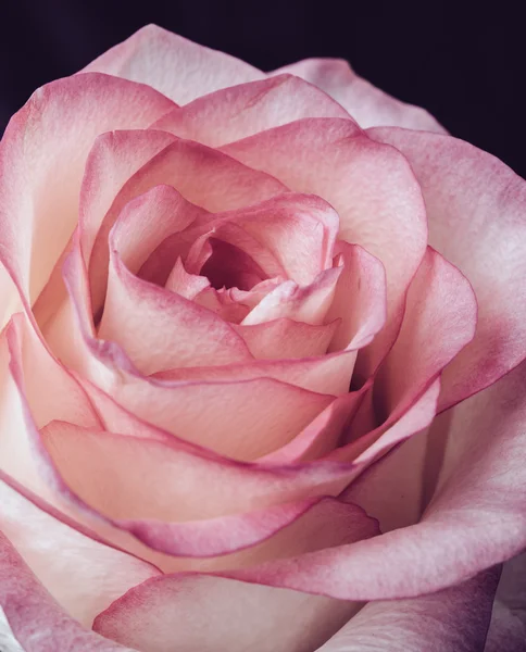 Свіжа блідо-рожева троянда — стокове фото