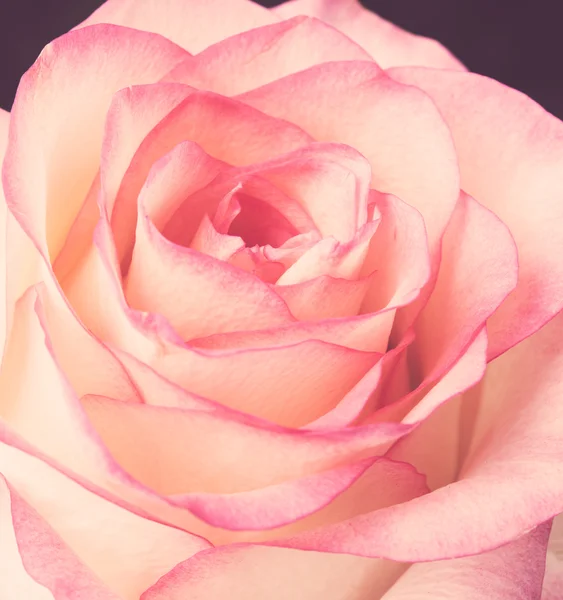 Fresh pale pink rose — Stock Photo, Image