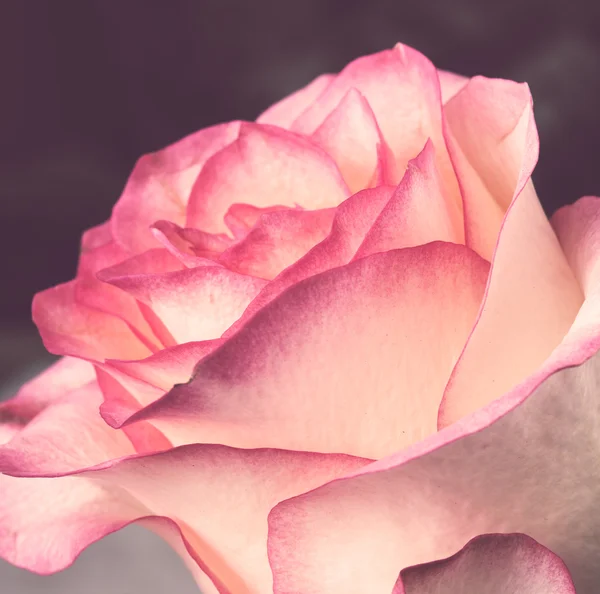 Rosa rosa pálida fresca — Foto de Stock