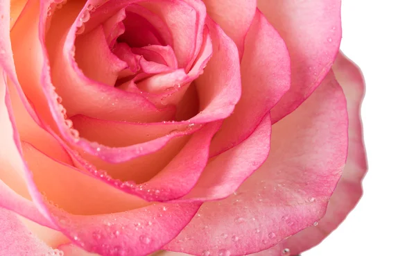 Färska pale pink rose — Stockfoto