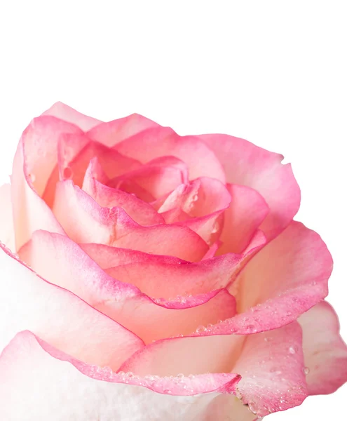 Świeże blado różowa róża — Zdjęcie stockowe