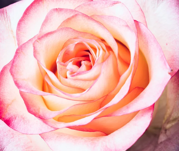 Frische blassrosa Rose — Stockfoto