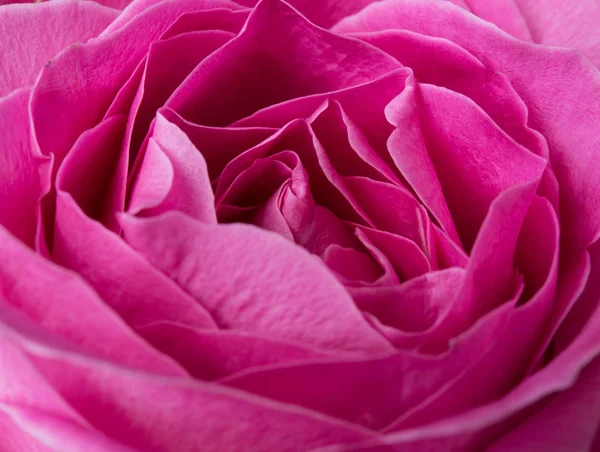 Fresh pink rose — Stock Photo, Image