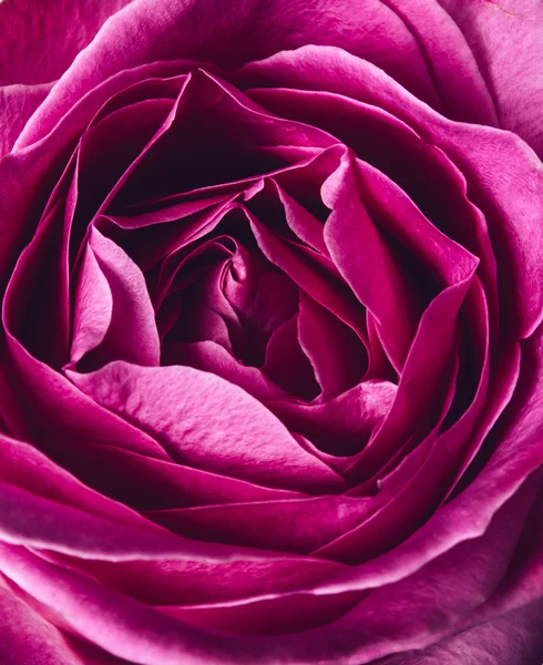 Fresh pink rose — Stock Photo, Image