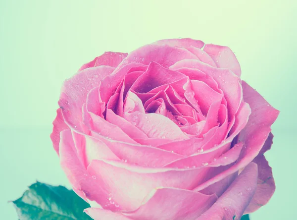 Fresh pink rose — Stock Photo, Image