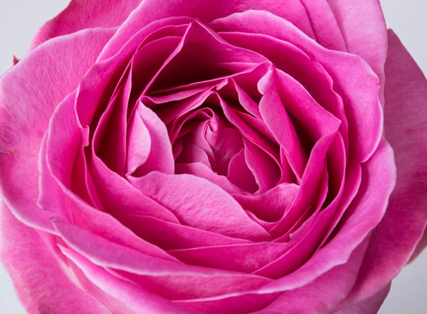 Färsk Rosa Ros — Stockfoto