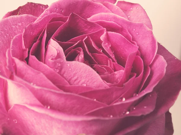 Fresh pink rose — Stock Photo, Image