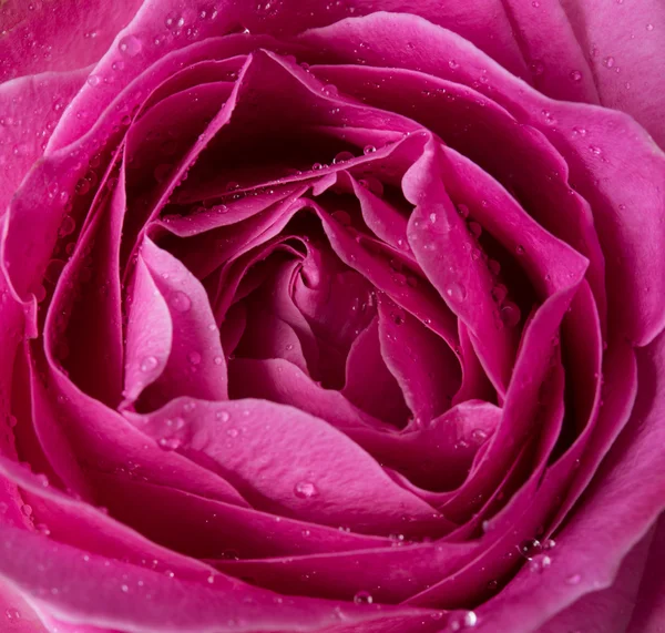 Färsk Rosa Ros — Stockfoto