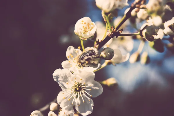 Besouro em uma flor de damasco — Fotografia de Stock