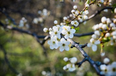 Kayısı ağacı çiçek