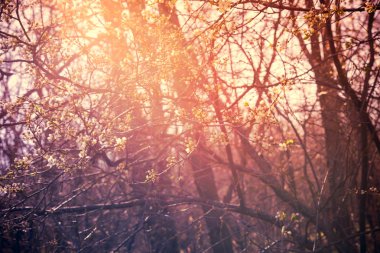 Çiçek açan kayısı ağacı