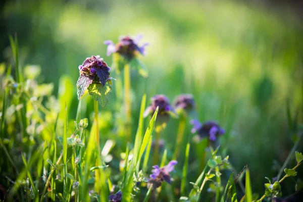 Divoké květiny fialové — Stock fotografie